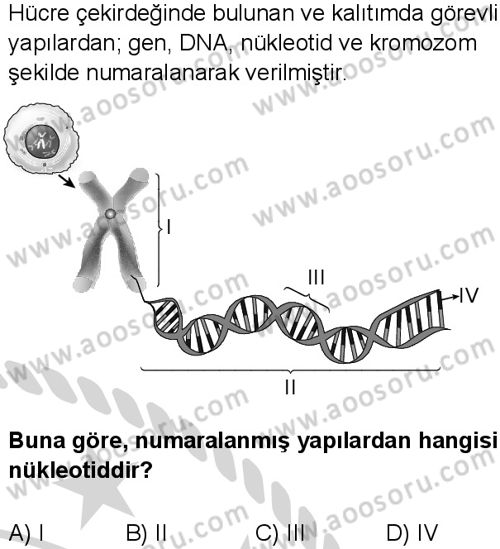 Fen Bilimleri 8 Dersi 2024-2025 yılı 3. Dönem sınavı 8. Soru