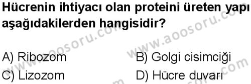 Fen Bilimleri 5 Dersi 2025-2026 yılı 1. Dönem sınavı 10. Soru